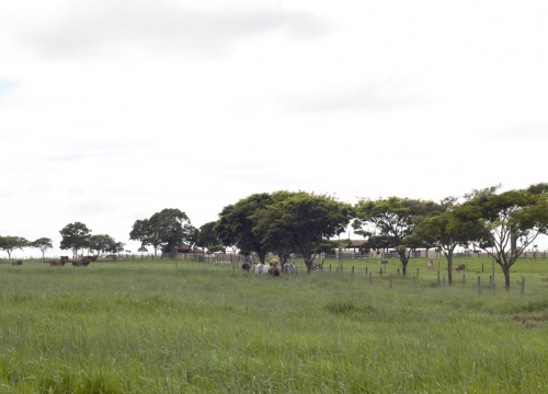 Fazenda Terra Verde