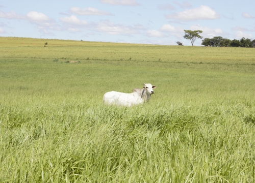 Fazenda Terra Verde