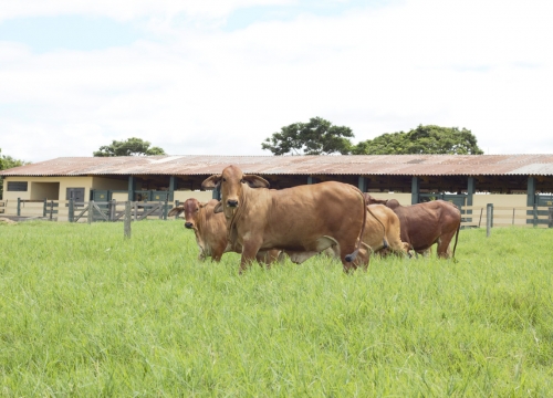 Fazenda Terra Verde